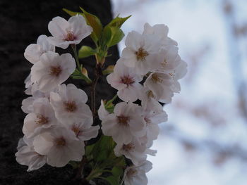 Close-up of white cherry blossom tree