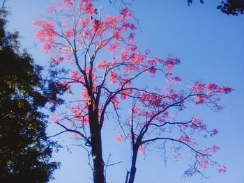 Low angle view of flowering tree against blue sky