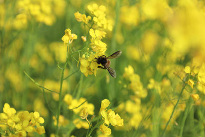 Close-up of bee pollinating on yellow flower