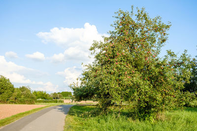 Road amidst trees against sky