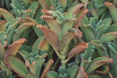 Close-up of fresh green leaves