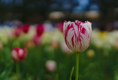 Close-up of pink tulip on field