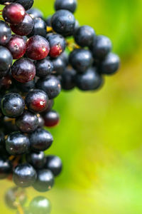 Close-up of grapes growing on plant