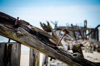 Low angle view of lizard on tree against sky