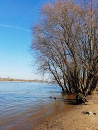 Bare tree by lake against sky