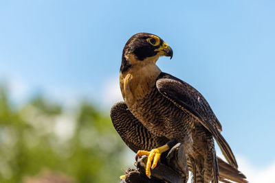 Close-up of a bird