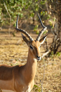 Impala in botswana 