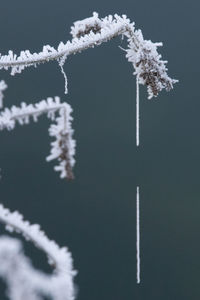 Close-up of snow on tree against sky