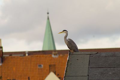 Low angle view of heron perching on roof against sky