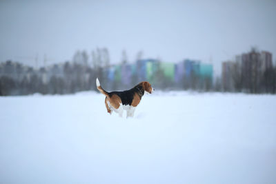 Dog running on snow covered field