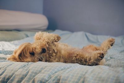 Close-up of dog resting