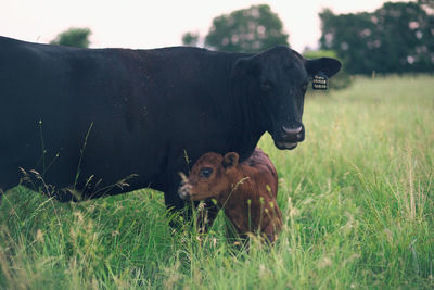 Cow with calf on field