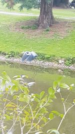 Bird in a lake