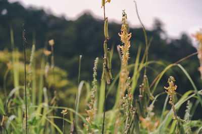 Close-up of flowering plants on field