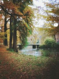 Trees in park during autumn