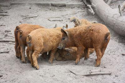 Sheep standing in a land