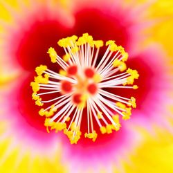 Close-up of yellow flower