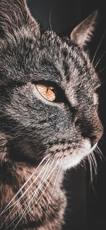 Close-up of a cat looking away