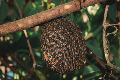 Close-up of fruit growing on tree