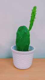 Close-up of succulent plant on table against wall