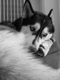 Portrait of dog relaxing at home