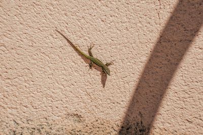 Close-up of lizard on wall