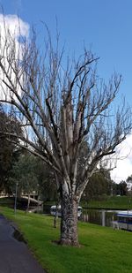 Bare trees in park against sky