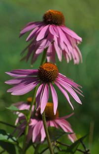 Close-up of pink coneflowers
