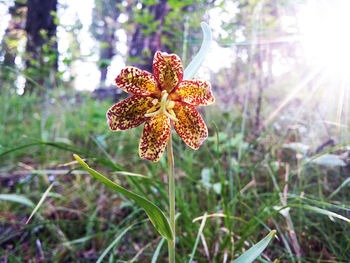 Close-up of flower blooming outdoors