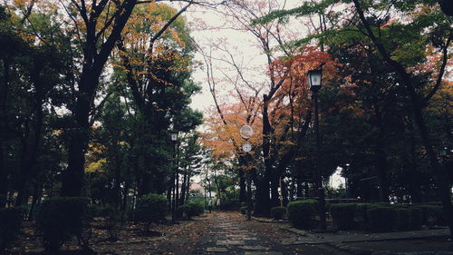 Trees against sky