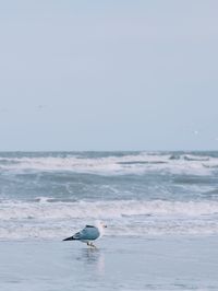 View of seagull on beach