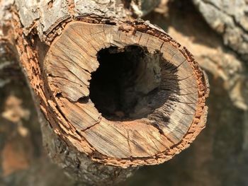 Close-up of tree stump