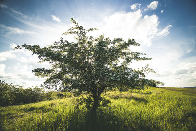 Tree on field against sky