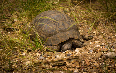 View of tortoise in grass