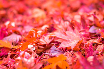Close-up of orange maple leaves on plant