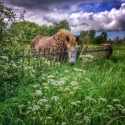 Scenic view of grassy field against cloudy sky