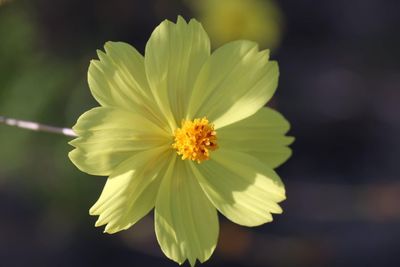 Close-up of yellow flower