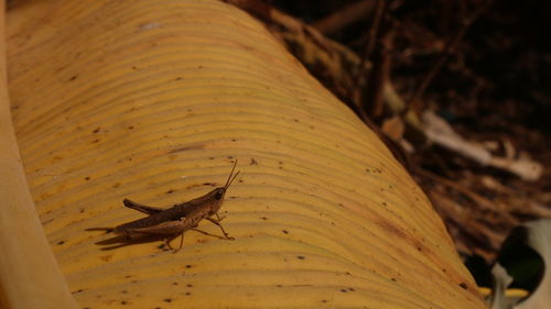Close-up of insect