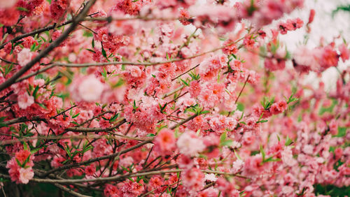 Close-up of fresh pink flowers on branch