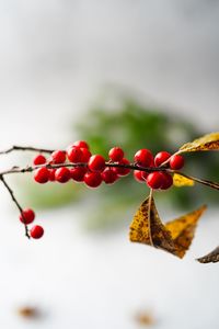 Close-up of red berries growing on tree