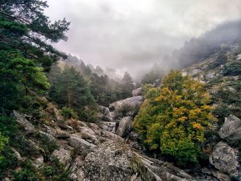 Hiking a rocky mountain surrounded by pine trees and fog