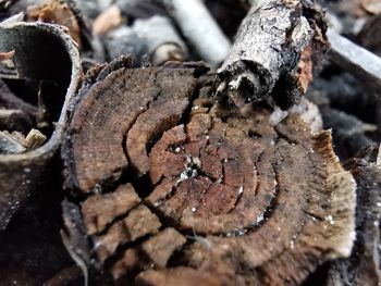 Close-up of logs in snow