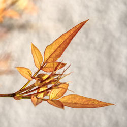 Close-up of dry leaves against blurred background