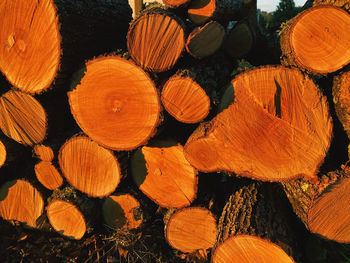 Full frame shot of logs in forest