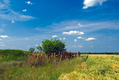 Plants growing on field against sky