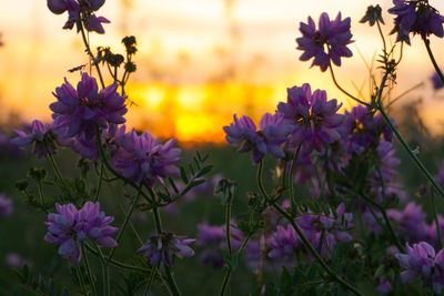 Close-up of purple flowering plants on field