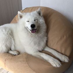 High angle view of dog resting