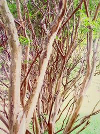 Trees growing on branch