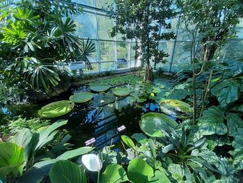 Water lily in lake