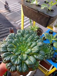 High angle view of coconut palm leaf on potted plant